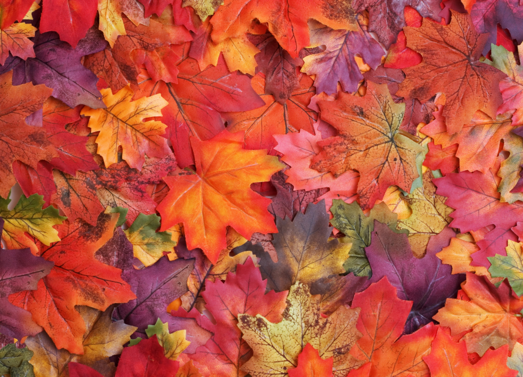 lezen tijdens de herfstvakantie